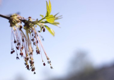 Acer dişbudak çiçekli ağaç dalları, Bloom şaşırtıcı yeşil kırmızı çiçekler, sprintime sezon, çekim detay görünümü