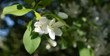 Elma ağaçları çiçek verir. Bir bitkinin tohum taşıyan parçası, genellikle parlak renkli taç yapraklarıyla çevrili üreme organlarından oluşur.