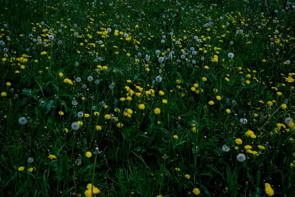 Белые и желтые одуванчики среди травы — стоковое фото
