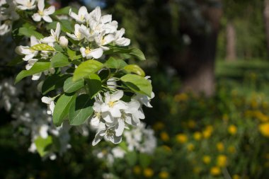 Elma ağaçları çiçek verir. Bir bitkinin tohum taşıyan parçası, genellikle parlak renkli taç yapraklarıyla çevrili üreme organlarından oluşur.