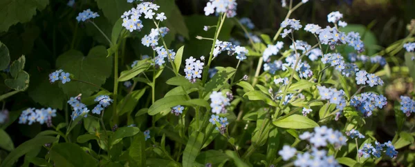 Zbliżenie piękne światło fioletowy zapomnieć mi niezapominajki Myosotis Wiosna Kwiaty na zielonym tle — Zdjęcie stockowe