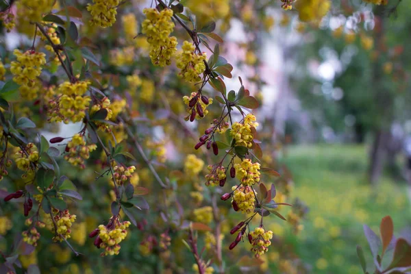 Weichen Fokus der schönen Frühlingsblumen berberberis thunbergii atropurpurea blühen. Makro aus winzigen gelben Blüten der Berberitze auf einem Hintergrund aus elegantem Bokeh-violettem Laub. Natur-Konzept für Gestaltung. — Stockfoto