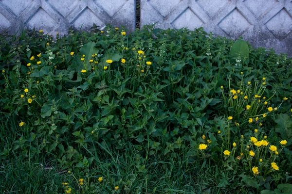 緑の草の上に黄色いタンポポの花を背景に. — ストック写真