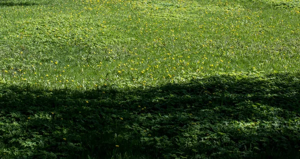 Fleurs de pissenlit jaune sur herbe verte comme fond. — Photo