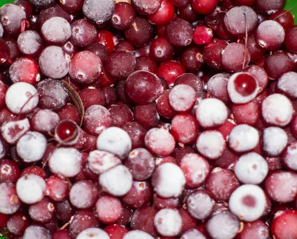 Rote gefrorene Beeren Preiselbeeren mit Eis bedeckt — Stockfoto