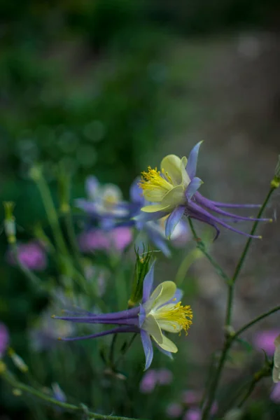 Niebieski fioletowy kwiat niebieskiego dzwonu akwilegia, kolumbina, zlewisko. — Zdjęcie stockowe