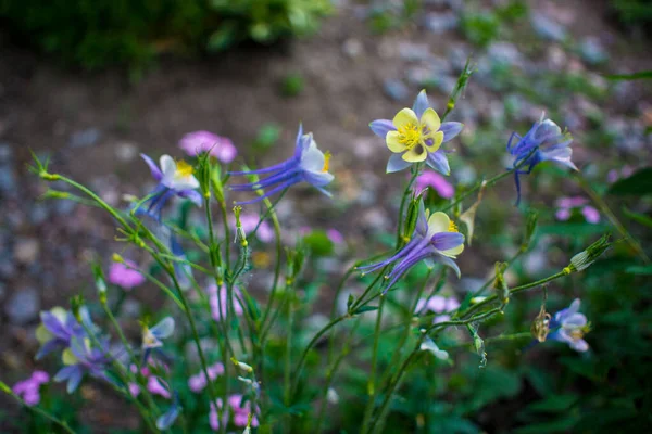 Blue violet bluebell flower aquilegia, columbine, catchment. — Stock Photo, Image
