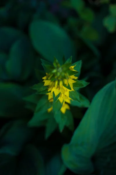 Żółty Loosestrife w pięknym stylu na zielonym tle. — Zdjęcie stockowe