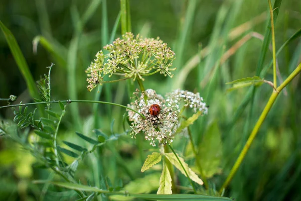 Grüner Hintergrund mit Marienkäfer-Foto — Stockfoto