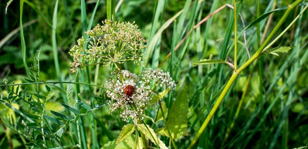 Grüner Hintergrund mit Marienkäfer-Foto — Stockfoto