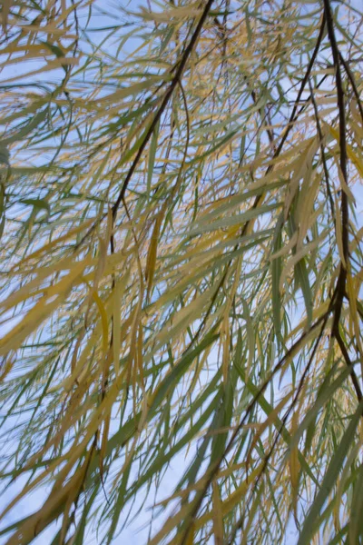 A close up of a willow tree — Stock fotografie