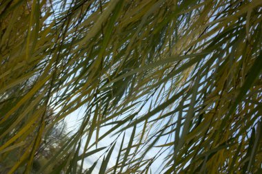 Bir söğüt ağacının yakın çekimi