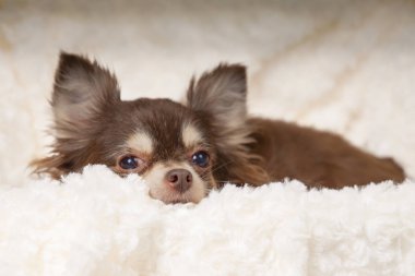 Bahar çiçekli ağaç