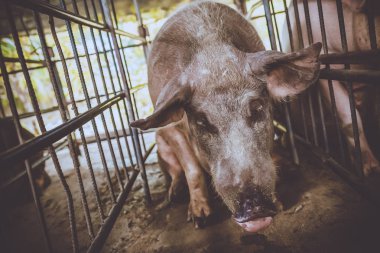 Çiftlikte kirli domuz .