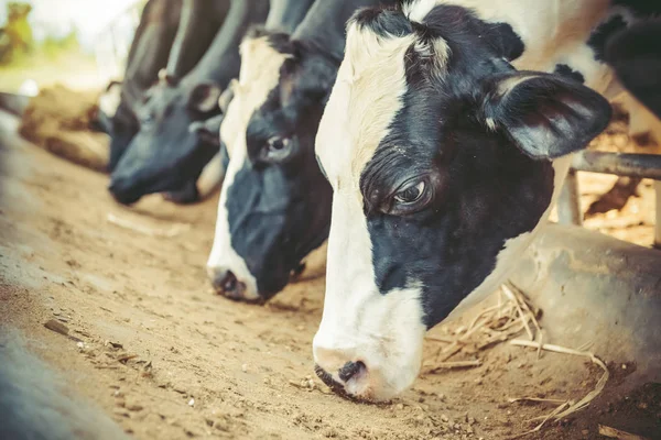 Vacas lecheras en la granja están comiendo alimentos granja lechera — Foto de Stock