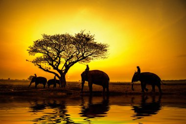 Safaride bir filin silueti.