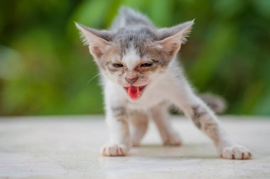 Kedi yavrusu düşmanları şokla tehdit eder .