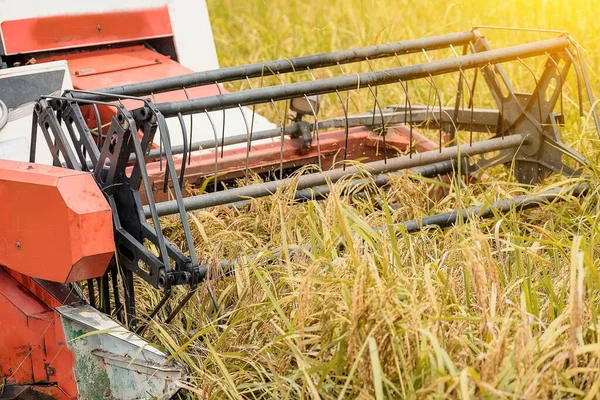 Mezőgazdaság Rizsföldek Betakarítása Kombájnnal Rizsföldek Betakarítására Szolgáló Gép Kombinált Betakarító — Stock Fotó