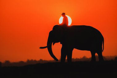 Günbatımının arka planında siluet fil, fil köyünde fil Thai, Surin Tayland