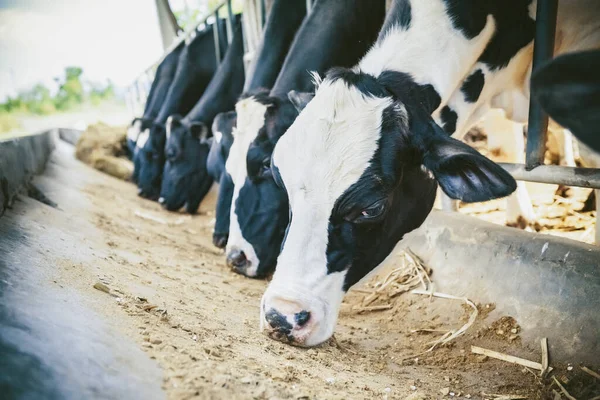 Las Vacas Lecheras Granja Están Comiendo Productos Lácteos Industria Agrícola — Foto de Stock