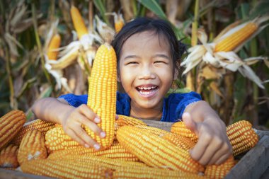 Mısır ya da mısır, yem işlemek için. Darı hasat et. Mısır taneleri. Doğal yiyecekler. Hasattan sonra çiftlikte mısır..