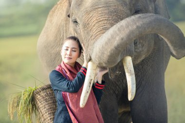 Aşk, insanların ve fillerin birbirine bağlanması. Mahout. Taylandlı filli bir kadın. Tayland, Chiang Mai 'de Tayland fili..