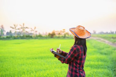 Çiftçiler pirinç tarlalarındaki pirinç kalitesini kontrol etmek için iPad tutuyorlar..