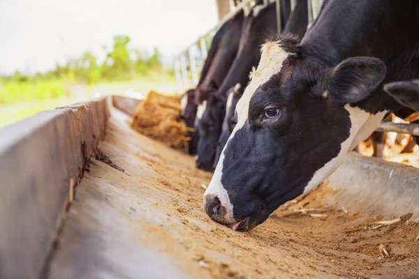 Tejelő Tehenek Farmon Tejgazdaságot Esznek Mezőgazdaság Gazdálkodás Állattenyésztés — Stock Fotó