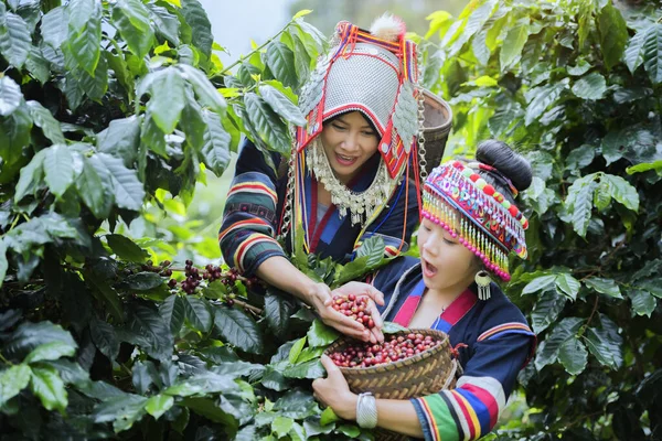 Hill Tribe Coffee Plantation Akha Woman Picking Red Coffee Bouquet — Stock Photo, Image
