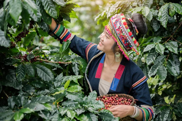 Hill Tribe Coffee Plantation Akha Woman Picking Red Coffee Bouquet — Stock Photo, Image