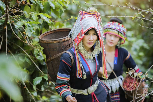 山地部落咖啡种植园 Akha女人采摘树上花束上的红咖啡 山地部落的咖啡产品 泰国北部 — 图库照片