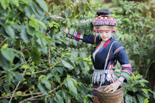 Hill Tribe Coffee Plantation Akha Woman Picking Red Coffee Bouquet — Fotografia de Stock