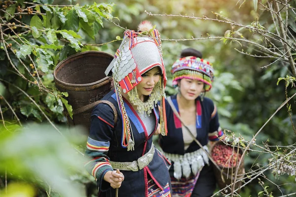 Hill Tribe Coffee Plantation Akha Woman Picking Red Coffee Bouquet — Fotografia de Stock