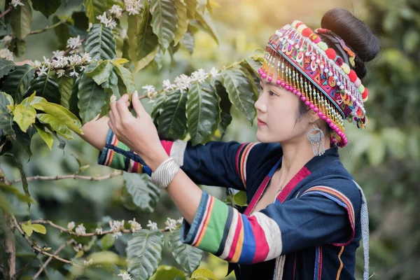 Hill Tribe Coffee Plantation Akha Woman Picking Red Coffee Bouquet — Fotografia de Stock