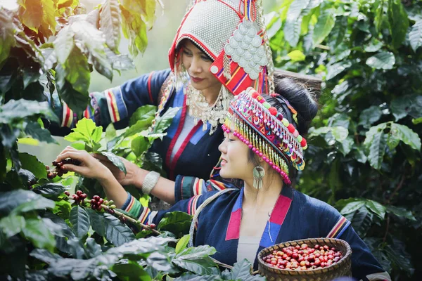 Tribal Women Check Quality Coffee Coffee Plantations Hilltribes Harvest Coffee — Stock Photo, Image
