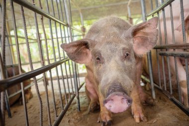 Büyük domuz manzarası, domuz çiftliklerindeki domuz yavrusu domuz çiftlikleri..
