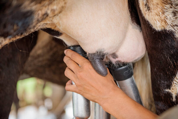 Dairy farming, milking, artificial insemination, animal husbandry in farm,farm cowshed with milking cows,The Udder and Teats of a Dairy Milking Cow.