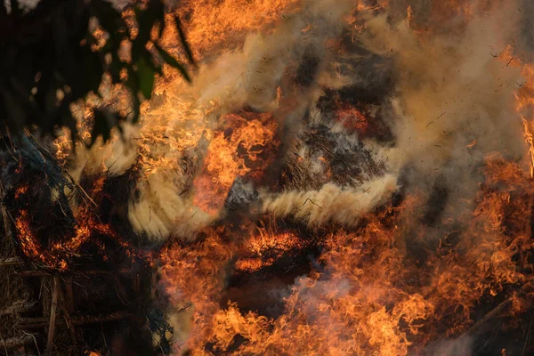 Wind blowing on a flaming trees during a forest fire and smoke.