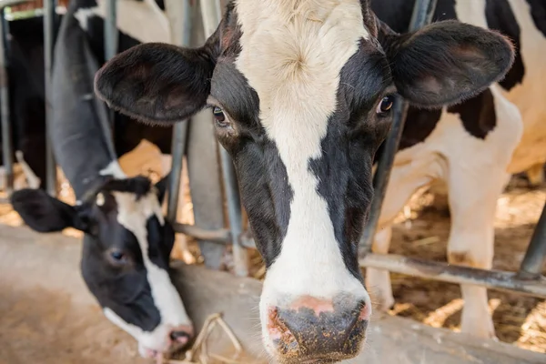 Productos Lácteos Ordeño Inseminación Artificial Cría Animales Granja Establo Con — Foto de Stock