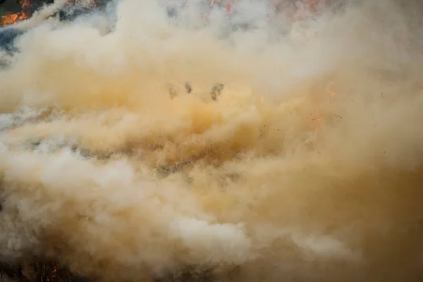 Wind blowing on a flaming trees during a forest fire and smoke.