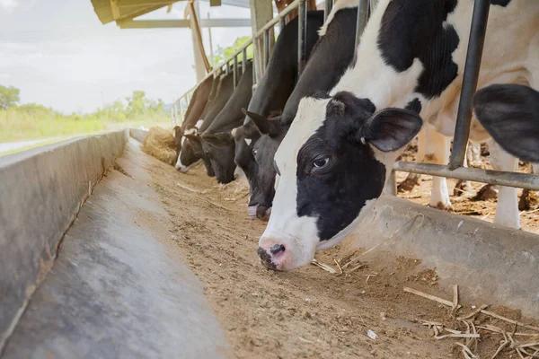 Productos Lácteos Inseminación Artificial Cría Animales Granja Establo Con Vacas — Foto de Stock