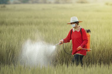 Çiftçiler pirinç tarlalarına böcek ilacı sıkarak böcek ilacı sıkarlar. Böcek ilacı kullanmak sağlığa zararlıdır..