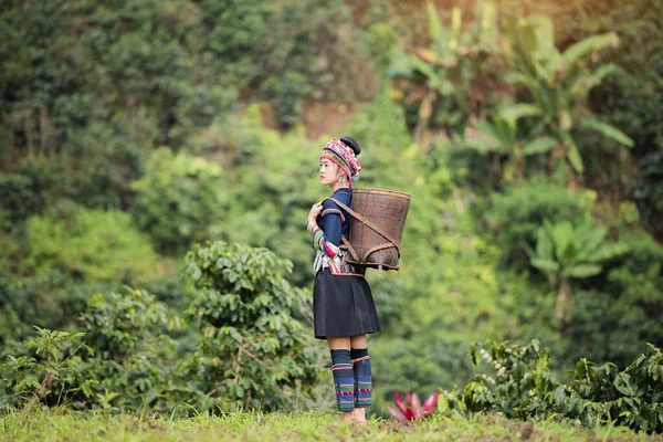 Hill Tribe Coffee Plantation Akha Woman Picking Red Coffee Bouquet — Stock Photo, Image