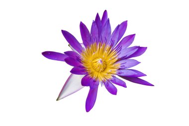 Mor Nilüfer çiçeği