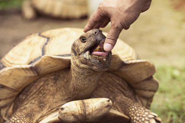 Sulcata kaplumbağasını kapat, Bebek kaplumbağayı bahçede dinlenmeye teşvik etti, Kaplumbağa güneşlenmesini koruyucu kabuğuyla yere serdi..
