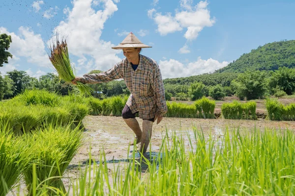 Farmers grow rice in the rainy season,asian farmers grow rice in the rice field,They were soaked with water and mud to be prepared for planting,Rice field in Thailand find the central of region.