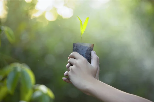 Planting trees.planting forests, seedlings,Growth,Two hands was carrying of potting seedlings to be planted in to the soil,The concept of refreshing nature,plant a tree watering a tree in nature light