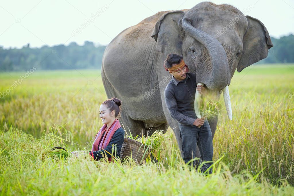 Elephant and mahout of the elephant village, Elephant village Thailand,Surin Thailand.