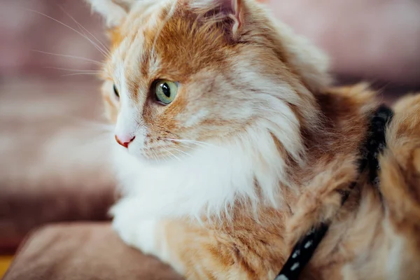 Gros plan d'un chat moelleux roux aux yeux verts . — Photo