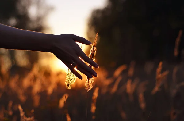Toucher à la main les pointes de blé au coucher du soleil Images De Stock Libres De Droits